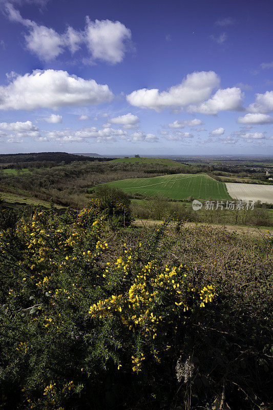 Gorse Bush和Ellesborough Church，白金汉郡